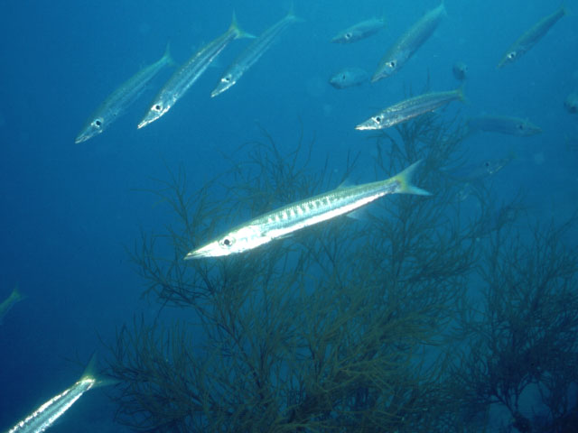 Sphyraena jello (Barracuda indiano)